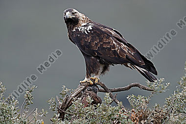 Spanischer Kaiseradler Männchen