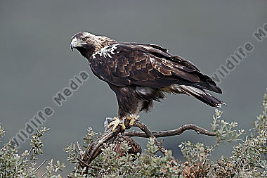 Spanischer Kaiseradler Männchen