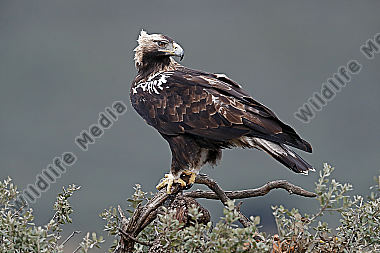 Spanischer Kaiseradler Männchen