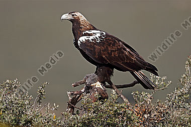 Spanischer Kaiseradler Weibchen