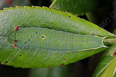Erdbeerbaumfalter Raupe