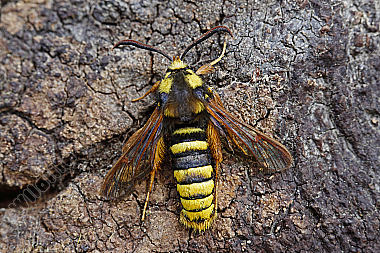 Hornissenglasflügler Männchen
