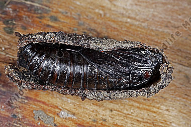 Hornissenglasflügler Puppe