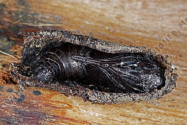 Hornissenglasflügler Puppe