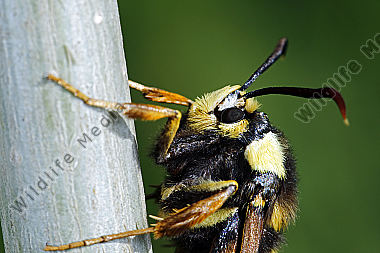 Hornissenglasflügler Weibchen