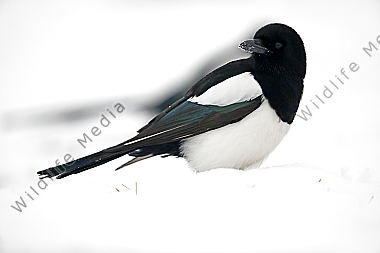 Elster