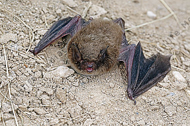 Breitflügelfledermaus