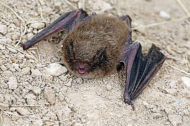 Breitflügelfledermaus