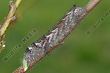 Kupferglucke Raupe