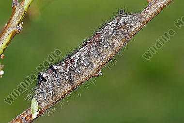 Kupferglucke Raupe