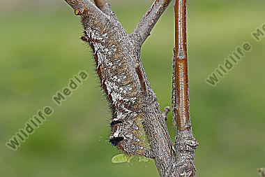 Kupferglucke Raupe