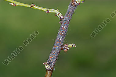 Pflaumenglucke Raupe