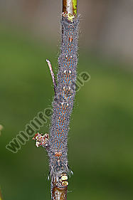 Pflaumenglucke Raupe