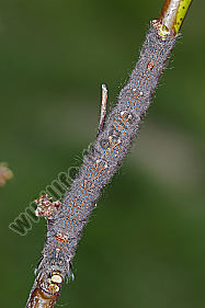 Pflaumenglucke Raupe