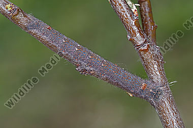 Pflaumenglucke Raupe