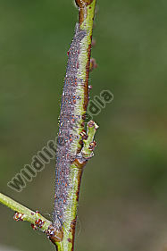 Pflaumenglucke Raupe