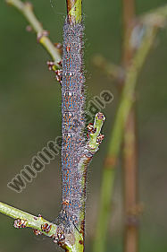 Pflaumenglucke Raupe