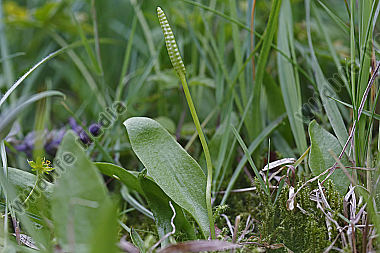 Gewöhnliche Natternzunge