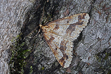 Großer Frostspanner
