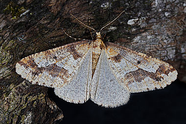Großer Frostspanner