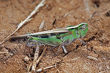 Grüne Strandschrecke