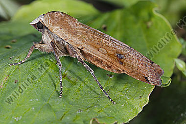 Hausmutter