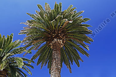 Palme in Kroatien
