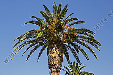 Palme in Kroatien