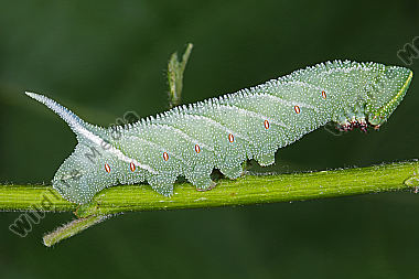 Pappelschwärmer Raupe