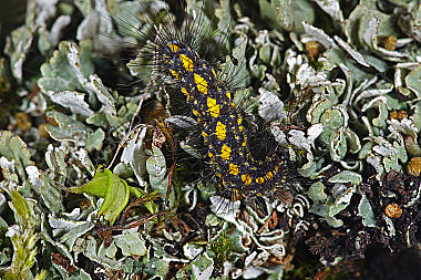 Steinflechtenbär Raupe
