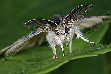 Schwammspinner Männchen