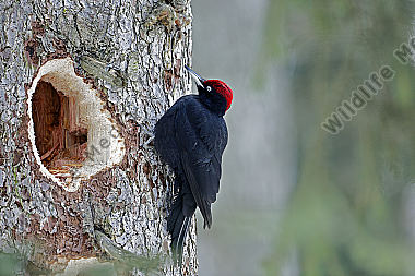 Schwarzspecht Männchen
