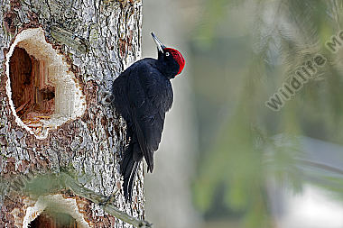 Schwarzspecht Männchen