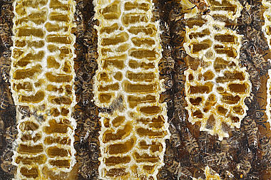 Honigbienen Wabe