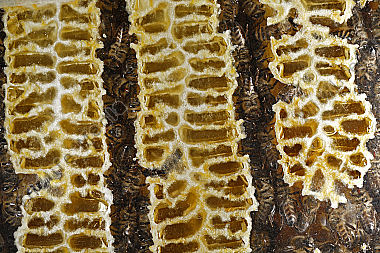 Honigbienen Wabe