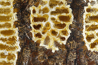 Honigbienen Wabe