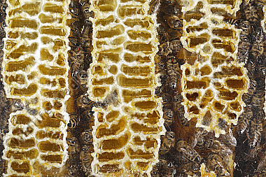 Honigbienen Wabe