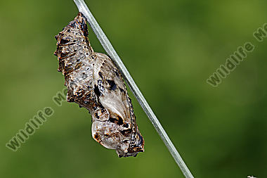 Natternwurz-Perlmuttfalter Puppe