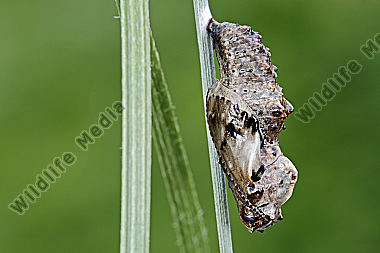 Natternwurz-Perlmuttfalter Puppe