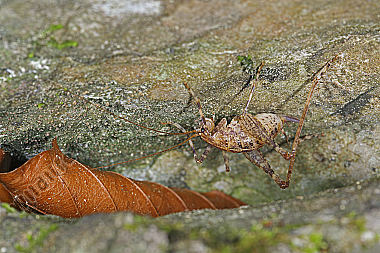 Höhlenschrecke Weibchen
