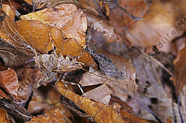 Höhlenschrecke Weibchen