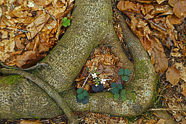 Kleeblättriges Schaumkraut
