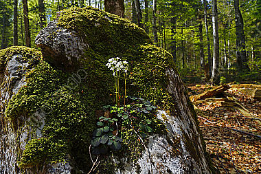 Kleeblättriges Schaumkraut