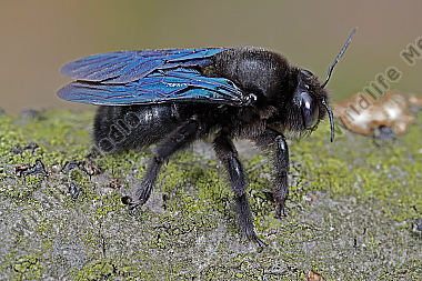 Blaue Holzbiene
