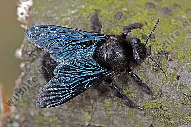Blaue Holzbiene