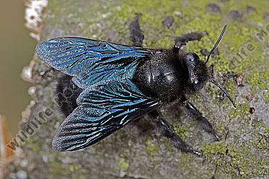 Blaue Holzbiene