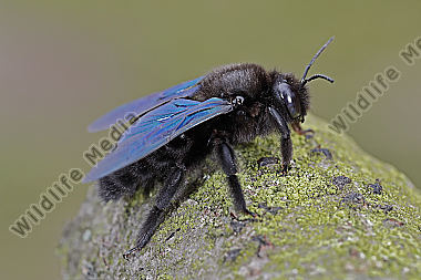 Blaue Holzbiene