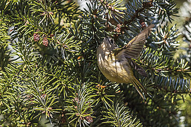 Ein Wintergoldhähnchen auf der Suche nach Nahrung