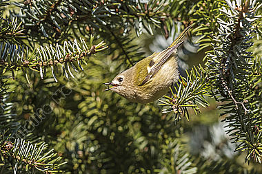 Ein Wintergoldhähnchen auf der Suche nach Nahrung
