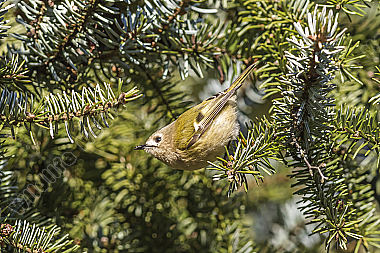 Ein Wintergoldhähnchen auf der Suche nach Nahrung